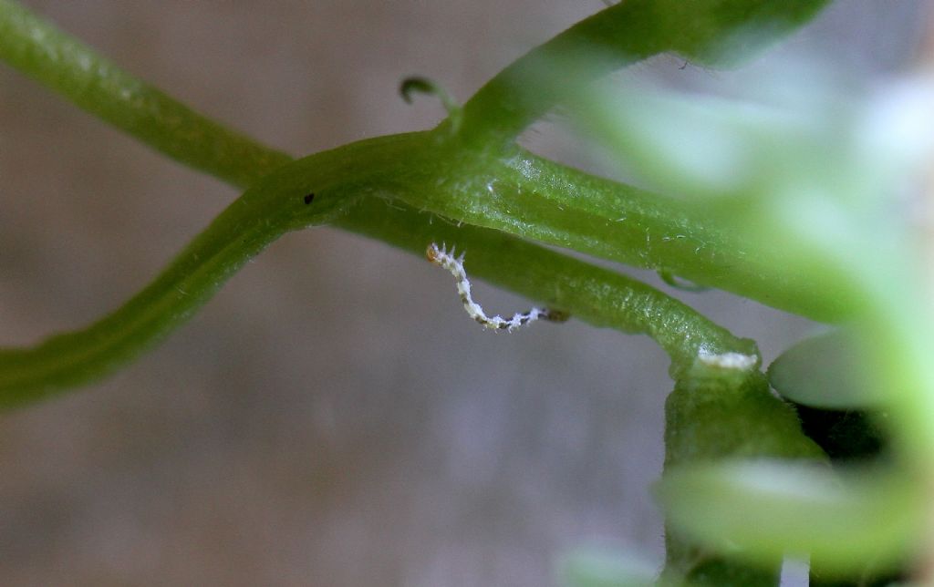 Charissa variegata (Duponchel, 1830)